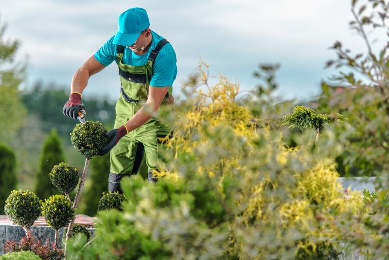 Gardener trimming ornamental topiary shrubs
