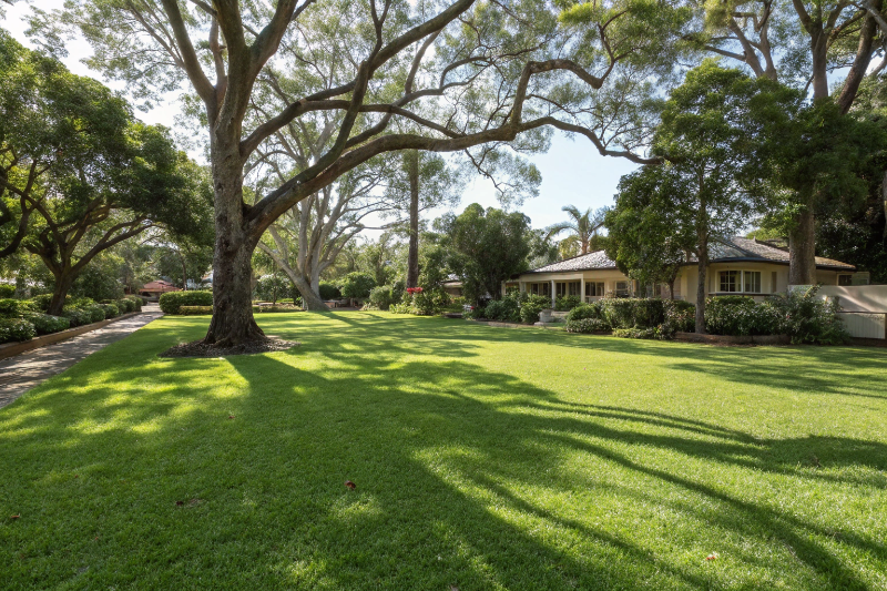 Buffalo grass showing shade tolerance under established trees
