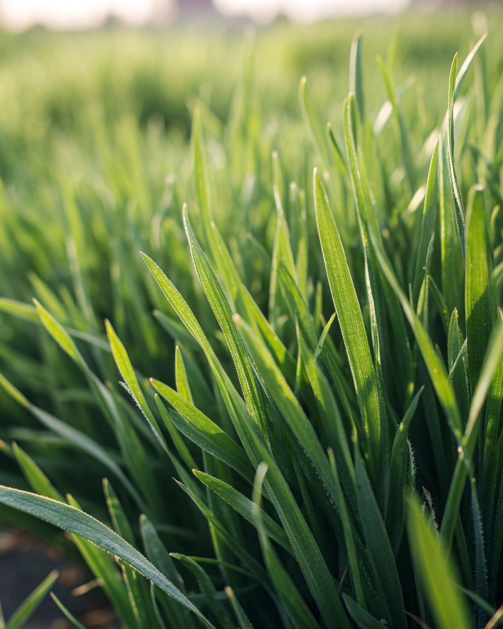 Close-up of soft-leaf buffalo grass texture