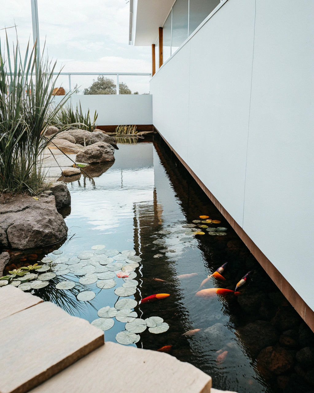 Natural pond with koi fish and water lilies