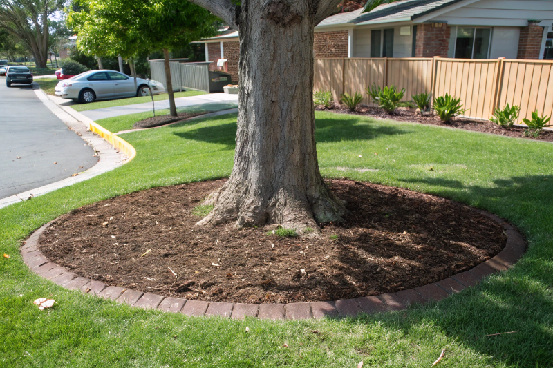 Proper mulch application around a tree base with correct trunk gap